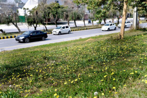 A view of dandelions flourishing on the greenbelt along the roadside near HEC building welcoming spring in Federal Capital