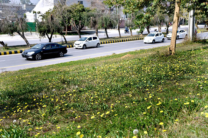 A view of dandelions flourishing on the greenbelt along the roadside near HEC building welcoming spring in Federal Capital