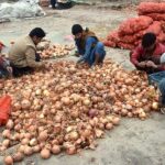 Labourers sorting good quality onions at Fruit and Vegetable Market.