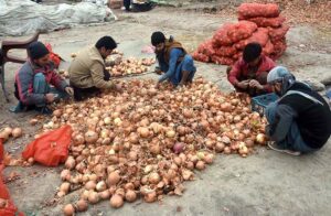 Labourers sorting good quality onions at Fruit and Vegetable Market.