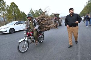 A man on his way carrying a bundle of dry woods on his motorcycle for domestic use in the city.