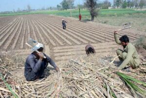 Farmers seedlings sugarcane crop in their farm field