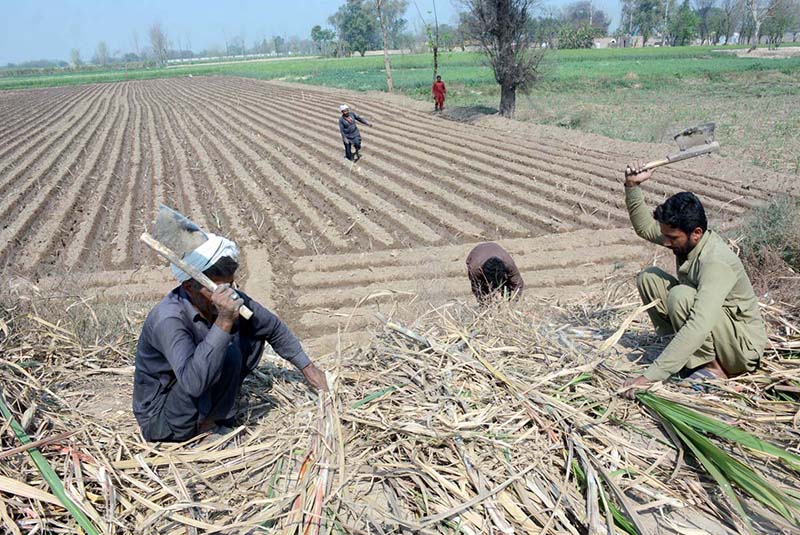 Farmers seedlings sugarcane crop in their farm field
