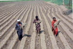 Farmers seedlings sugarcane crop in their farm field