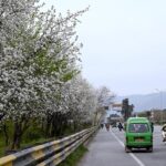 A view of seasonal flowers flourishing and blooming on the trees at expressway greenbelt