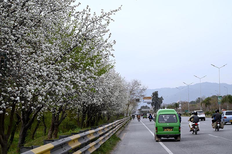 A view of seasonal flowers flourishing and blooming on the trees at expressway greenbelt