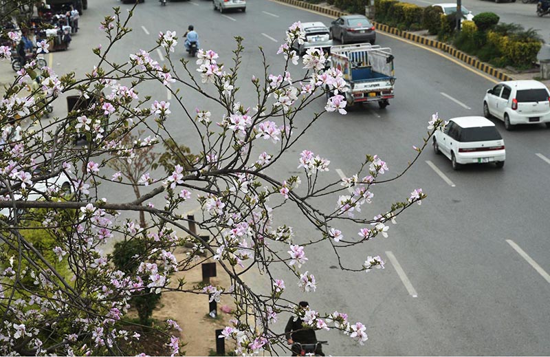 A view of the blossoming and flourising seasonal flowers at Faizabad.