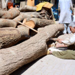 A worker busy in cutting the wood at his workplace