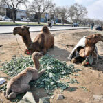 Camels along with calf sitting at roadside during sunny morning at I-11 area in Federal Capital.