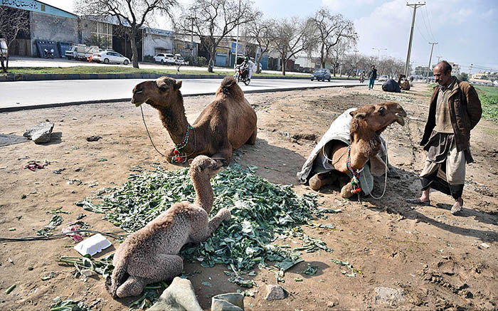 Camels along with calf sitting at roadside during sunny morning at I-11 area in Federal Capital.