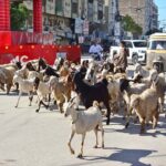 Shepherd guiding herd of goats and sheep heading towards the grazing field