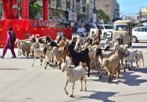 Shepherd guiding herd of goats and sheep heading towards the grazing field