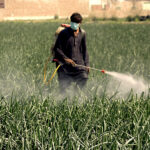 A farmer is busy spraying pesticide on the crop at his farm field
