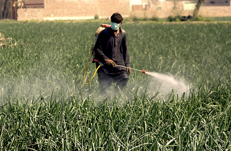 A farmer is busy spraying pesticide on the crop at his farm field