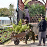 Workers off-loading plants to display at a local nursery in Federal Capital.