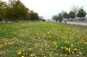 An attractive view of seasonal flower Dandelions flourishing on green belt between the roads in Federal Capital.