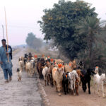 A shepherd guiding a herd of goats toward field for grazing