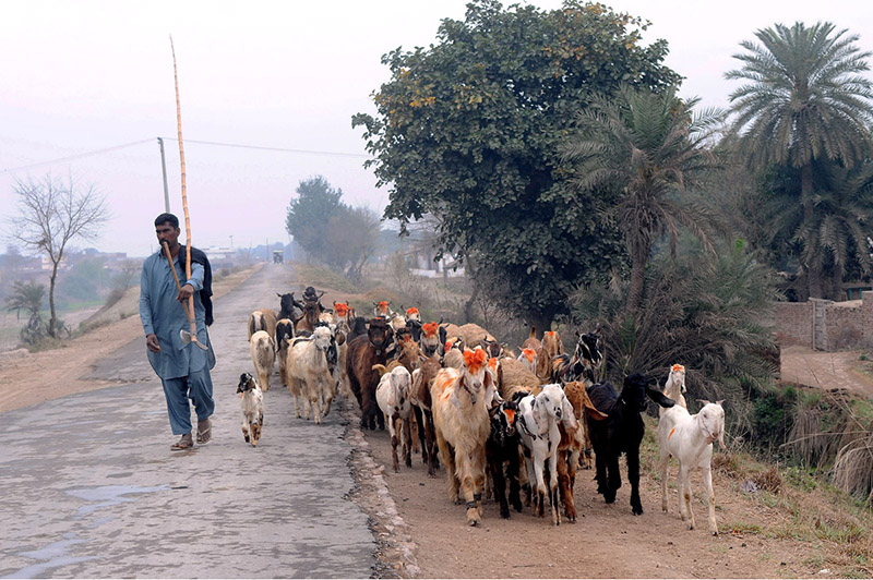 A shepherd guiding a herd of goats toward field for grazing