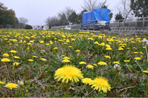An attractive view of seasonal flower Dandelions flourishing on green belt between the roads in Federal Capital.