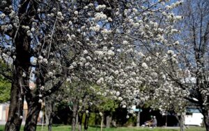 A view of seasonal flowers flourishing and blooming on the trees at F-8 greenbelt.