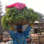 A Daily wage laborer carrying basket loaded with Green Coriander on his head at a vegetable market