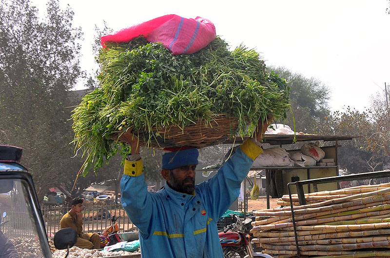 A Daily wage laborer carrying basket loaded with Green Coriander on his head at a vegetable market