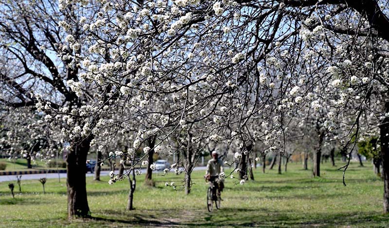 A view of seasonal flowers flourishing and blooming on the trees at F-8 greenbelt.