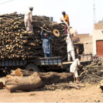 Labourers are loading wood on the tractor trolly at the timber market