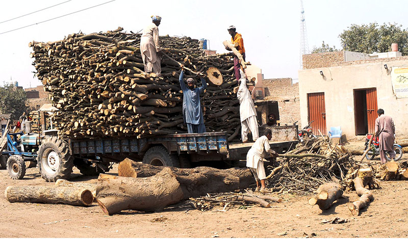 Labourers are loading wood on the tractor trolly at the timber market