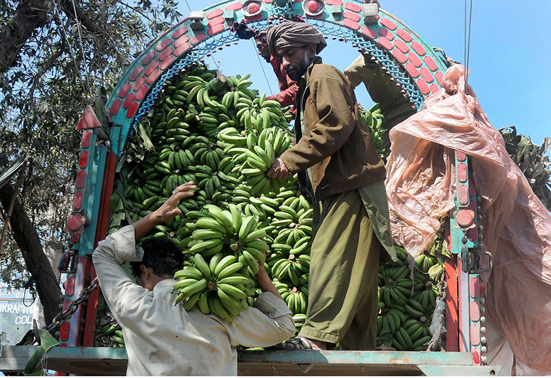 Laborers are busy unloading bunches of bananas from a delivery truck at Fruit market