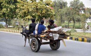 Gypsy family carrying Dry Branches for domestic Use on donkey cart in the Federal Capital