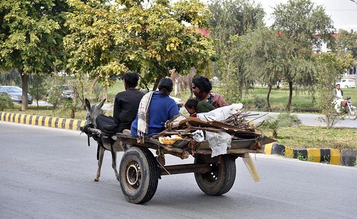 Gypsy family carrying Dry Branches for domestic Use on donkey cart in the Federal Capital