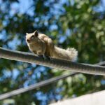 A view of squirrel walking on the cable