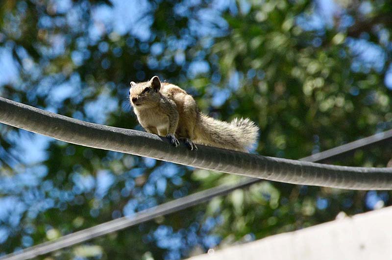A view of squirrel walking on the cable