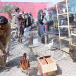Vendor is displaying and selling country Hens to attract customers at Birds market