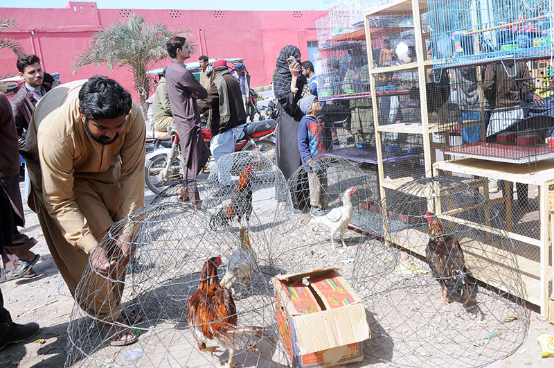 Vendor is displaying and selling country Hens to attract customers at Birds market