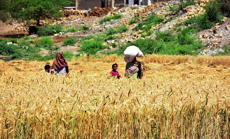 Wheat crop is ready for harvesting at Latifabad