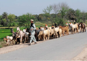 A young shepherd guides a herd of goats toward the field for grazing.