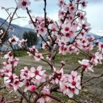 An attractive and eye catching view of apricot blossom blooming to mark spring session in northern area of Pakistan.