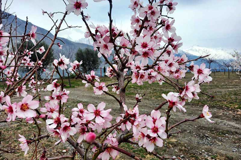 An attractive and eye catching view of apricot blossom blooming to mark spring session in northern area of Pakistan.