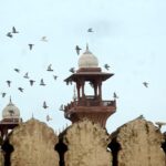 A beautiful view of birds flying over at Badshahi Masjid.