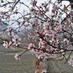 An attractive and eye catching view of apricot blossom blooming to mark spring season in Northern area of Pakistan