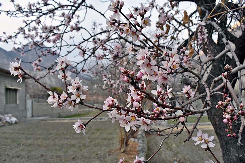 An attractive and eye catching view of apricot blossom blooming to mark spring season in Northern area of Pakistan
