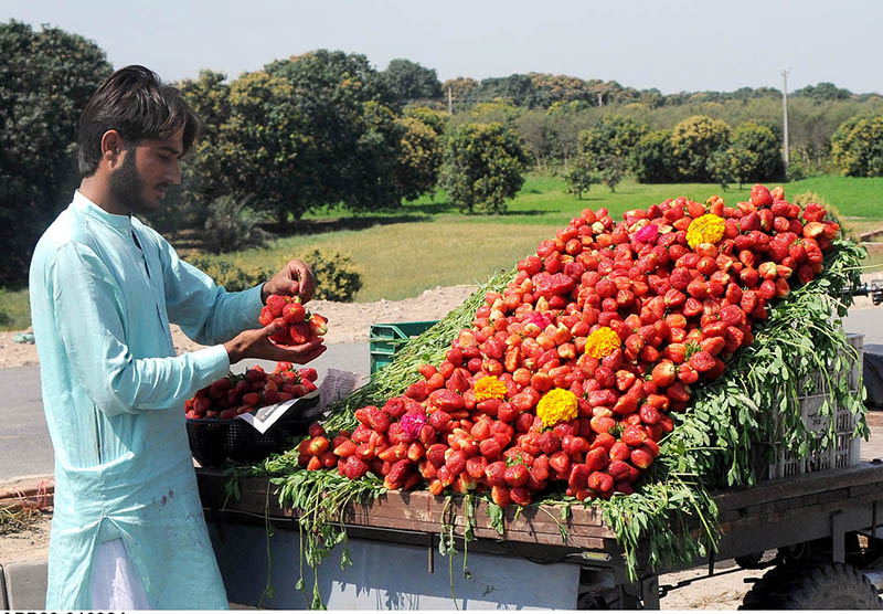 A vendor is busy arranging and displaying seasonal fruit strawberries to attract customers at his roadside setup.