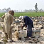 Farmers are busy in preparing to collect honey from boxes placed roadside fields in the Provincial Capital.