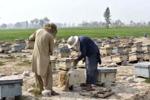 Farmers are busy in preparing to collect honey from boxes placed roadside fields in the Provincial Capital. 