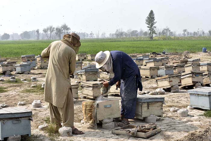 Farmers are busy in preparing to collect honey from boxes placed roadside fields in the Provincial Capital.