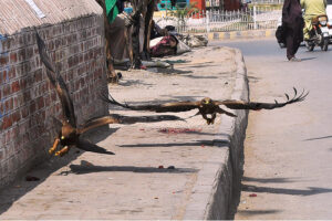 A view of kites picking meat thrown by the people for mercy at a roadside