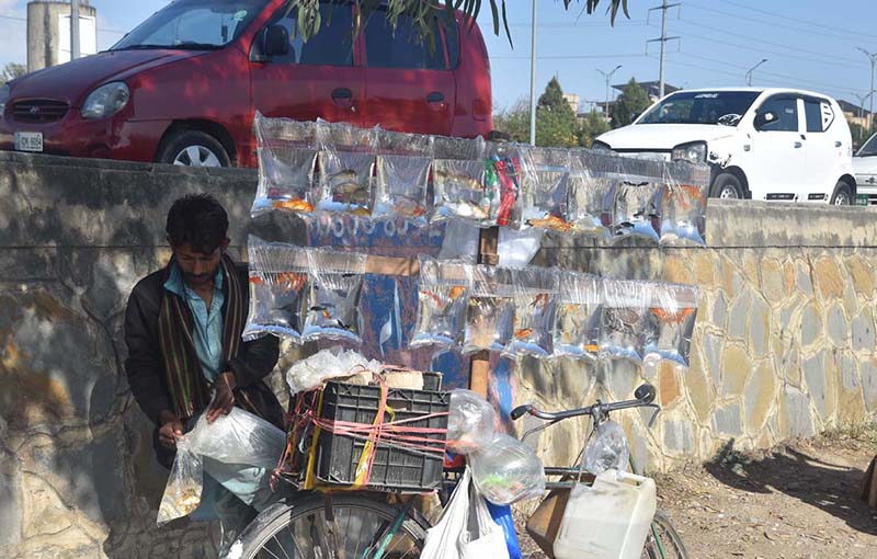 A vendor selling fishes to attract customers at Roadside