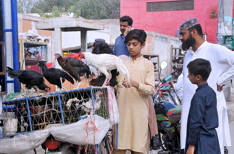 Vendor displaying country hens to attract customers at Roadside setup.